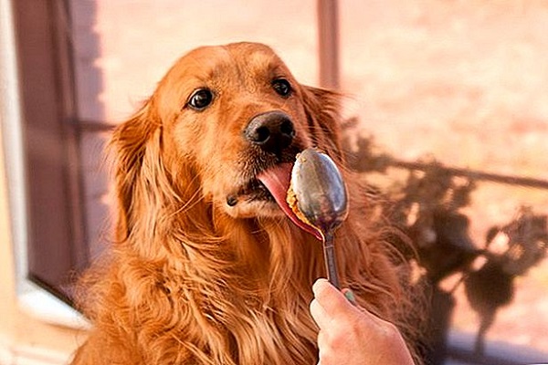 cane lecca cucchiaio di burro d'arachidi