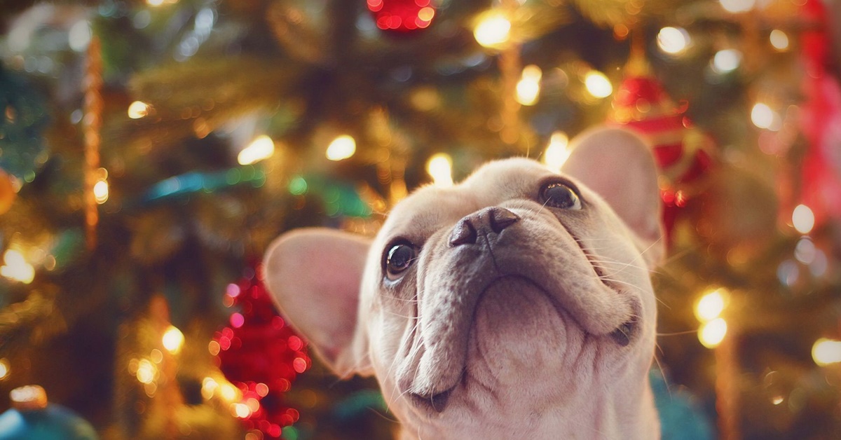 Cane a Natale: i segnali che Fido va pazzo per le feste