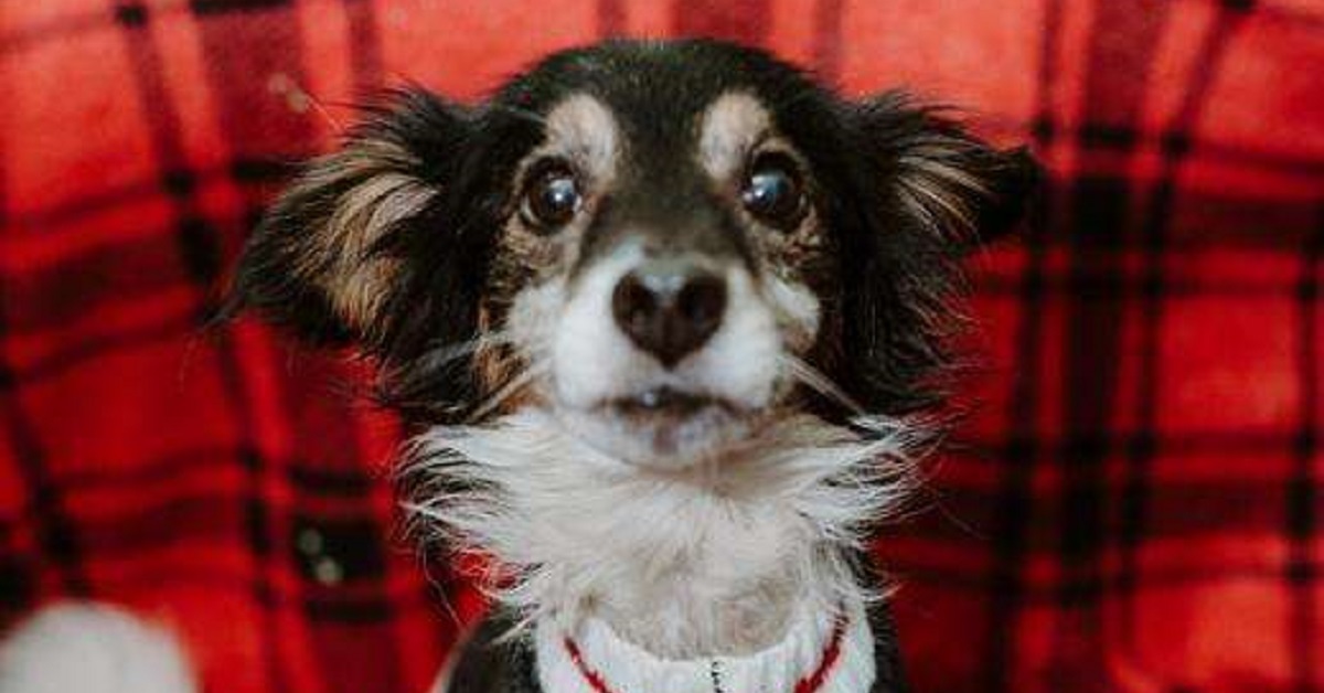 Cane abbandonato sulla gelida neve, viene salvato da due volontari