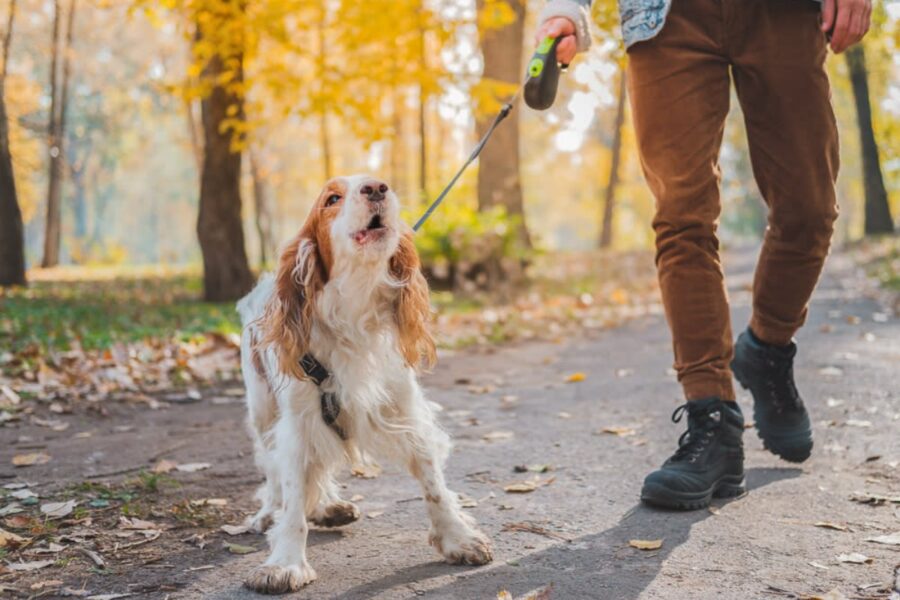 cavalier king al guinzaglio