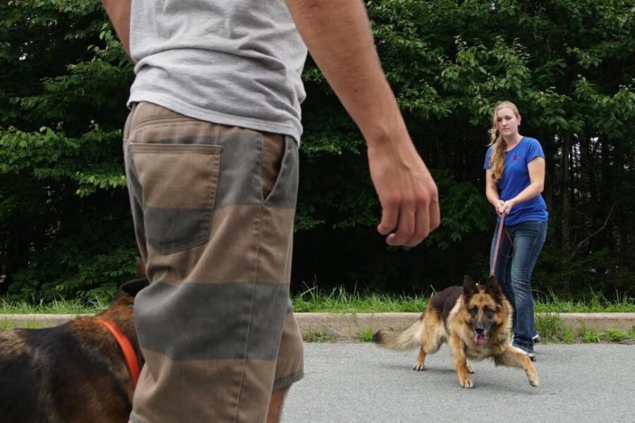 cane che ha paura di un altro cane