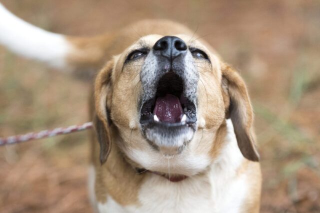 Cane aggressivo al guinzaglio: i motivi e cosa fare per evitare danni