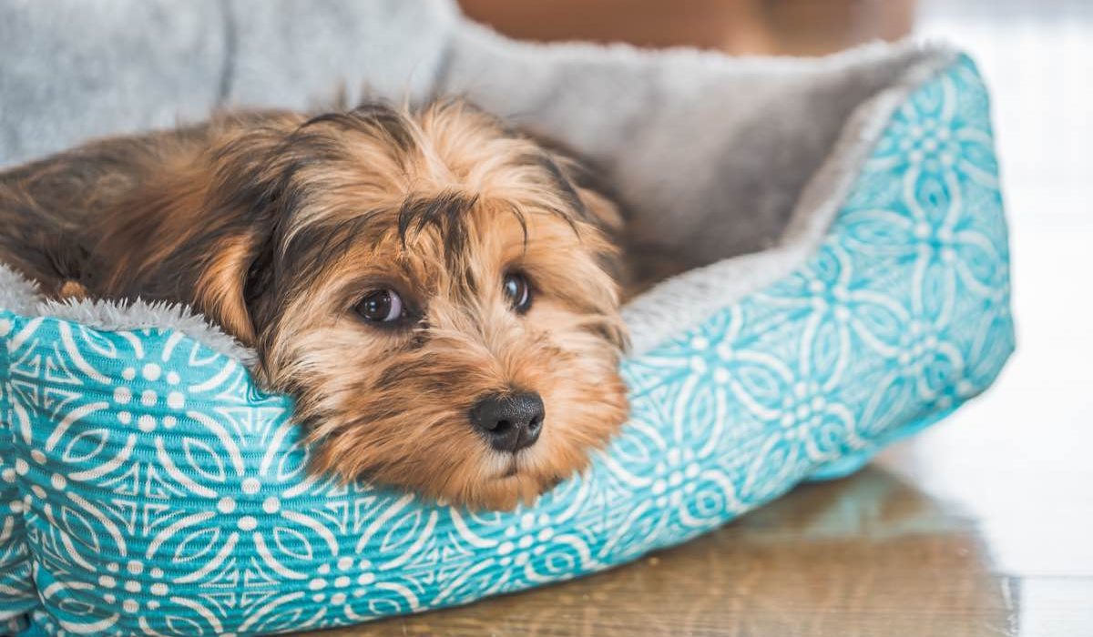 cane di taglia piccola nella cuccia