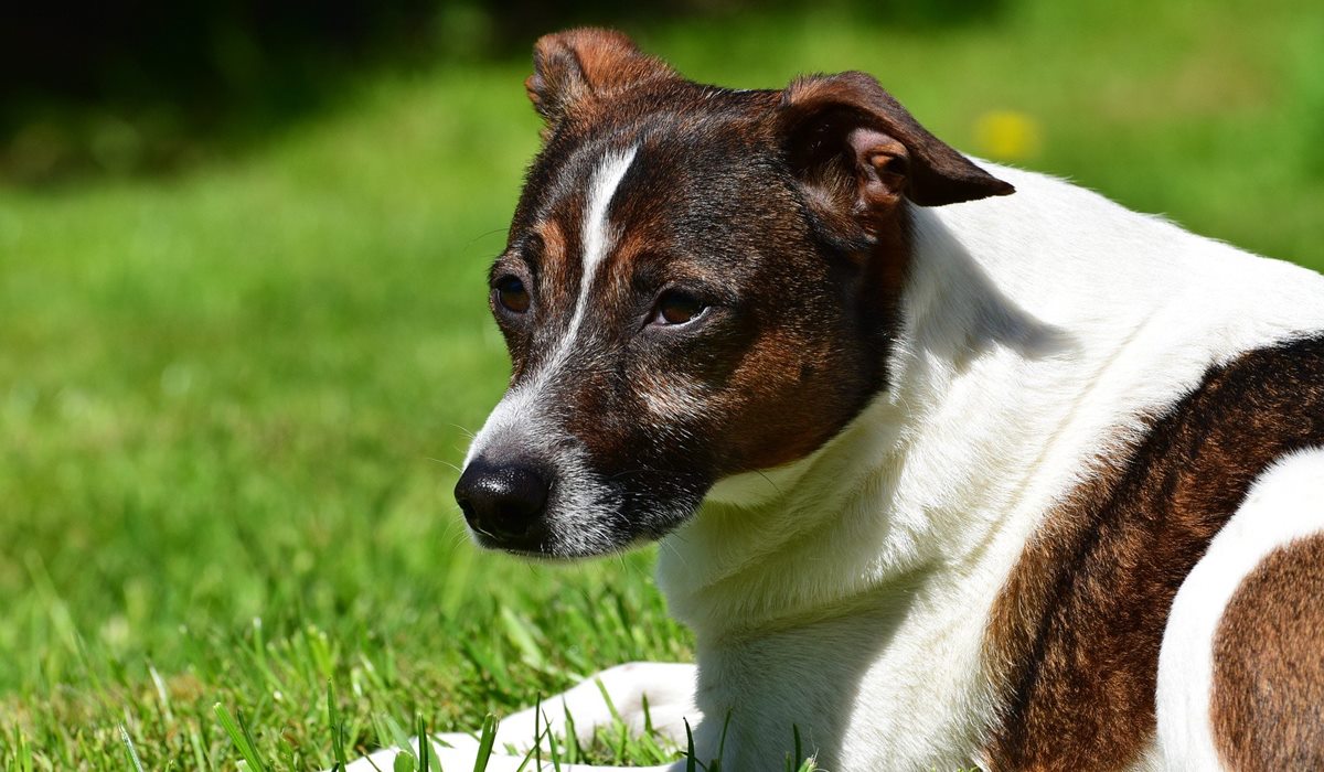 cane disteso sul prato