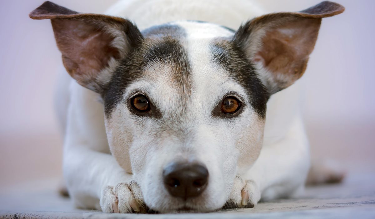 cane bianco con le orecchie scure
