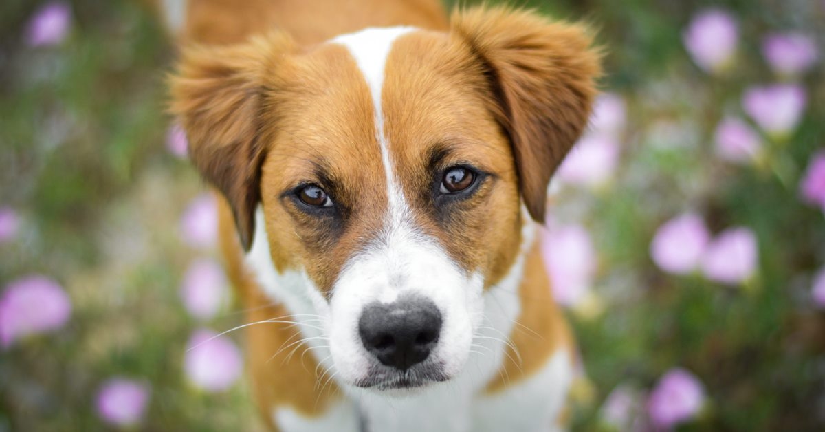 Cane con la filariosi: qual è il modo giusto per prendersene cura