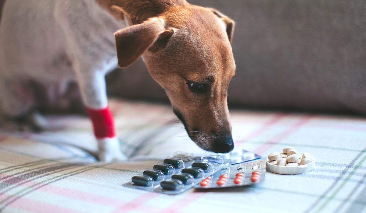 dare le pillole al cane