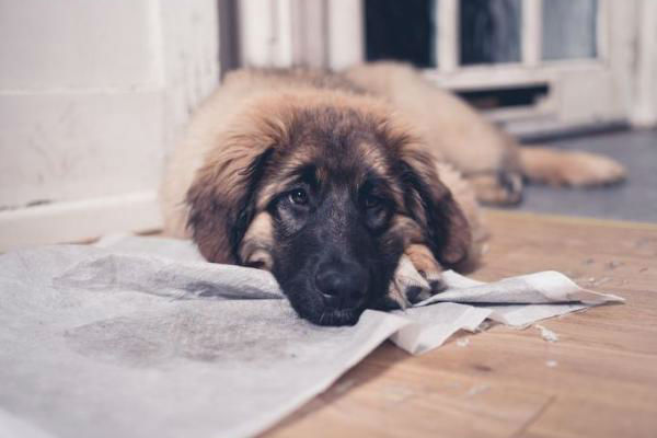 cane che mangia l'immondizia