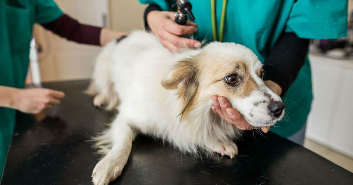 Cane con l’ematuria: come comportarsi e cosa fare