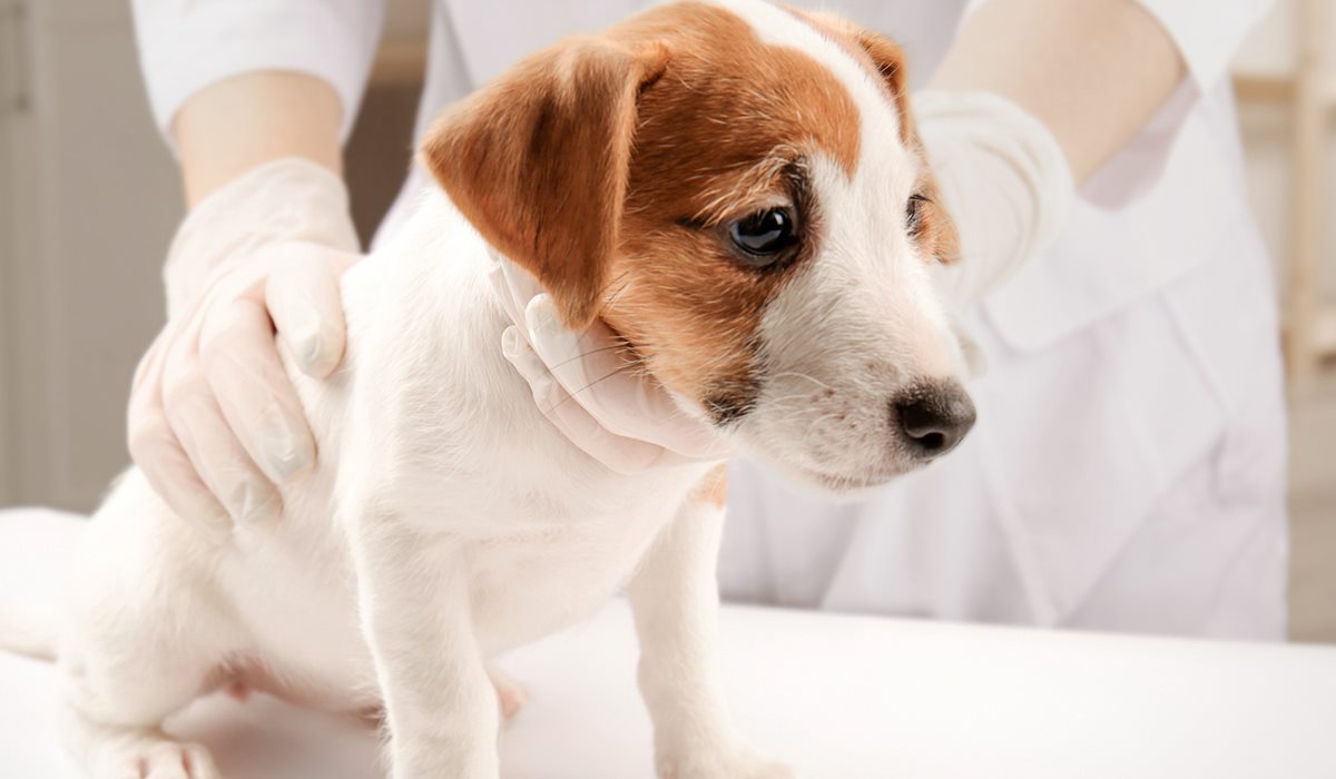 cane dal veterinario 