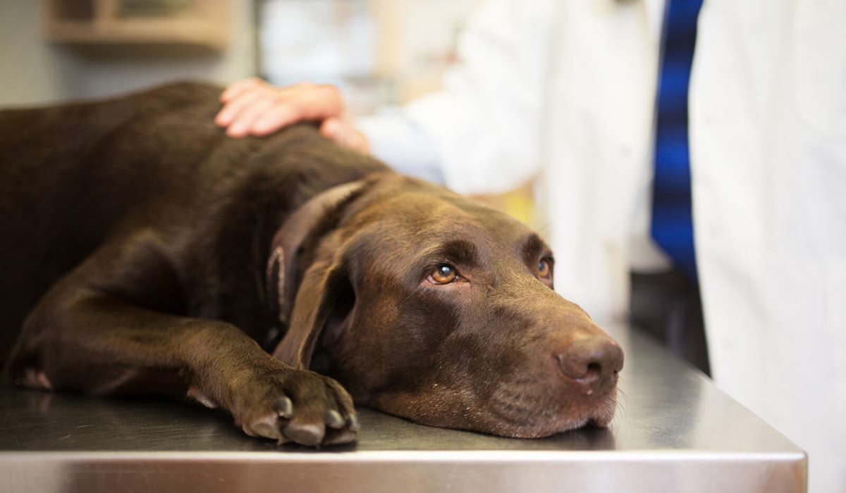 cane adulto dal veterinario