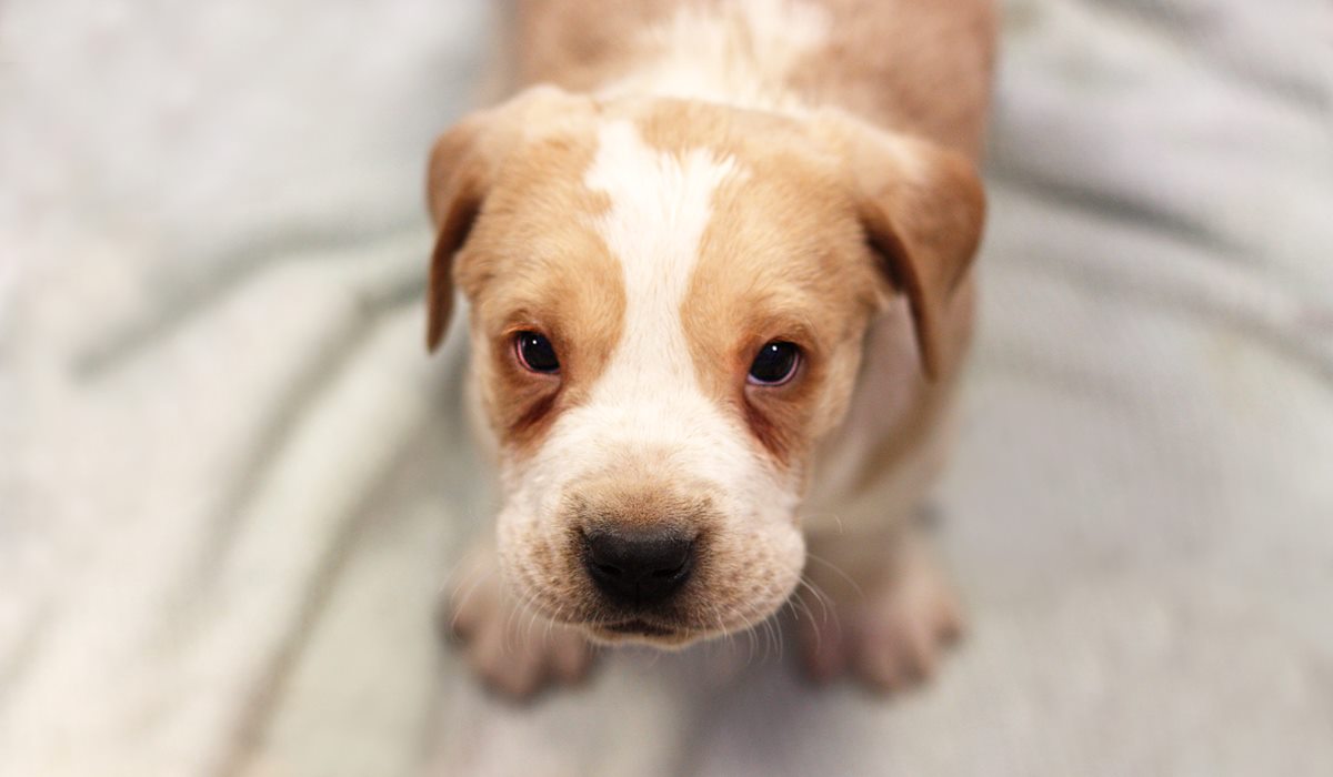 cucciolo di cane con il parvovirus