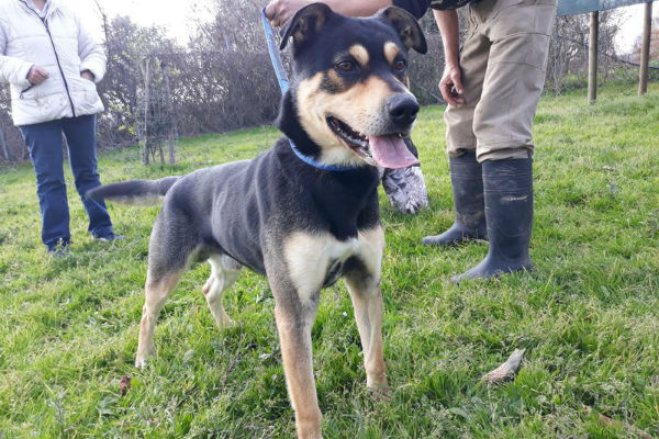 cane che guarda