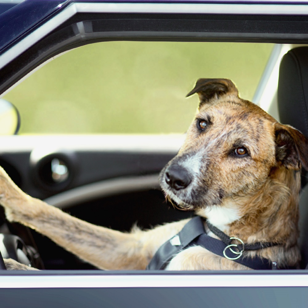 cane-guida-auto