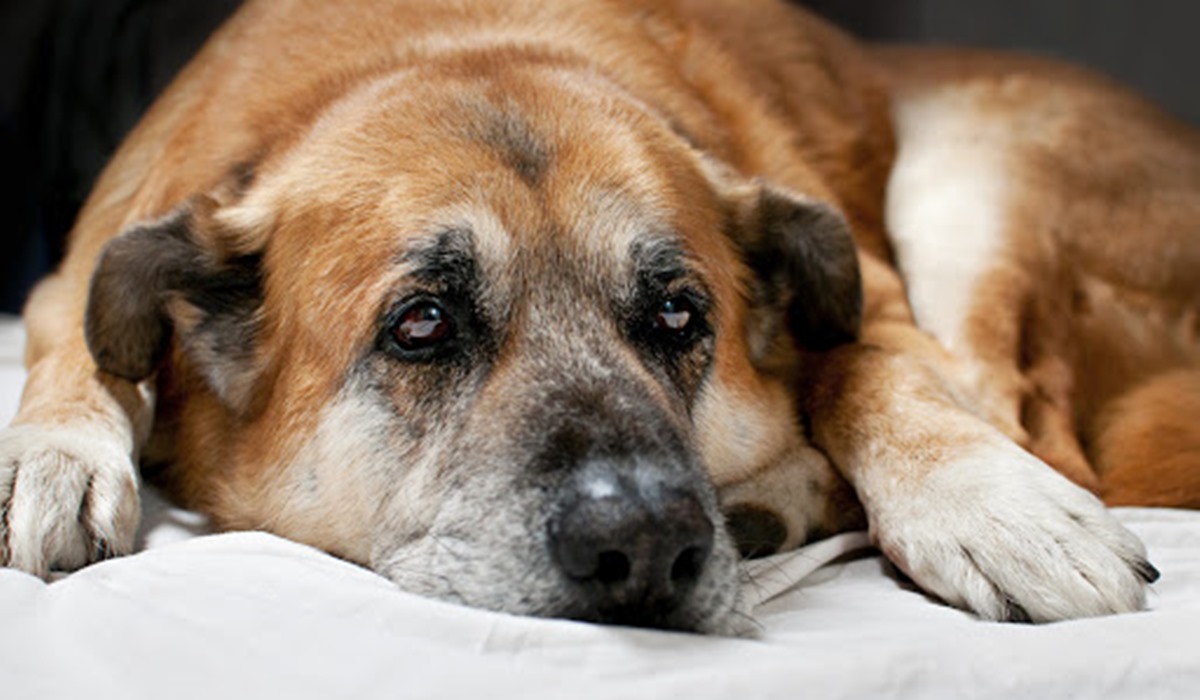 cane molto vecchio