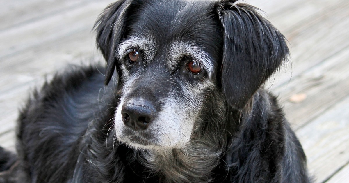 cane anziano con il pelo grigio sul muso