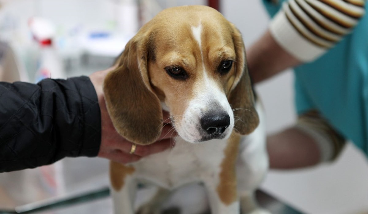 cane dal veterinario 