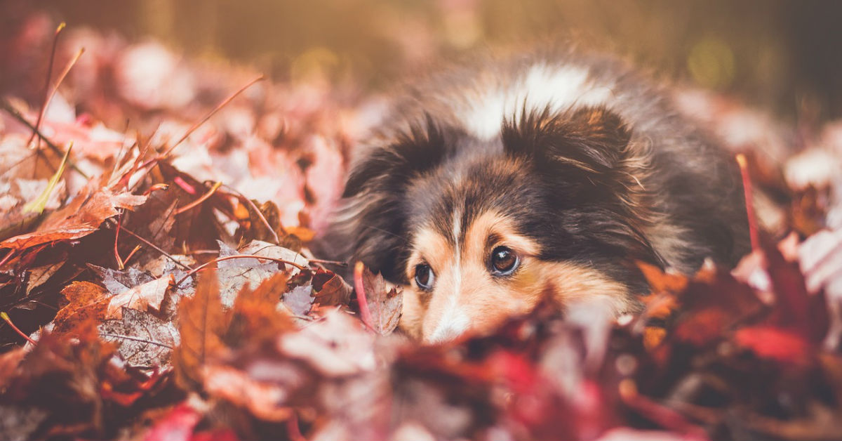 Cane in autunno: cinque modi per farlo stare bene