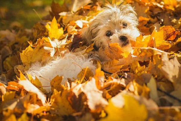 Cane in autunno: cinque modi per farlo stare bene