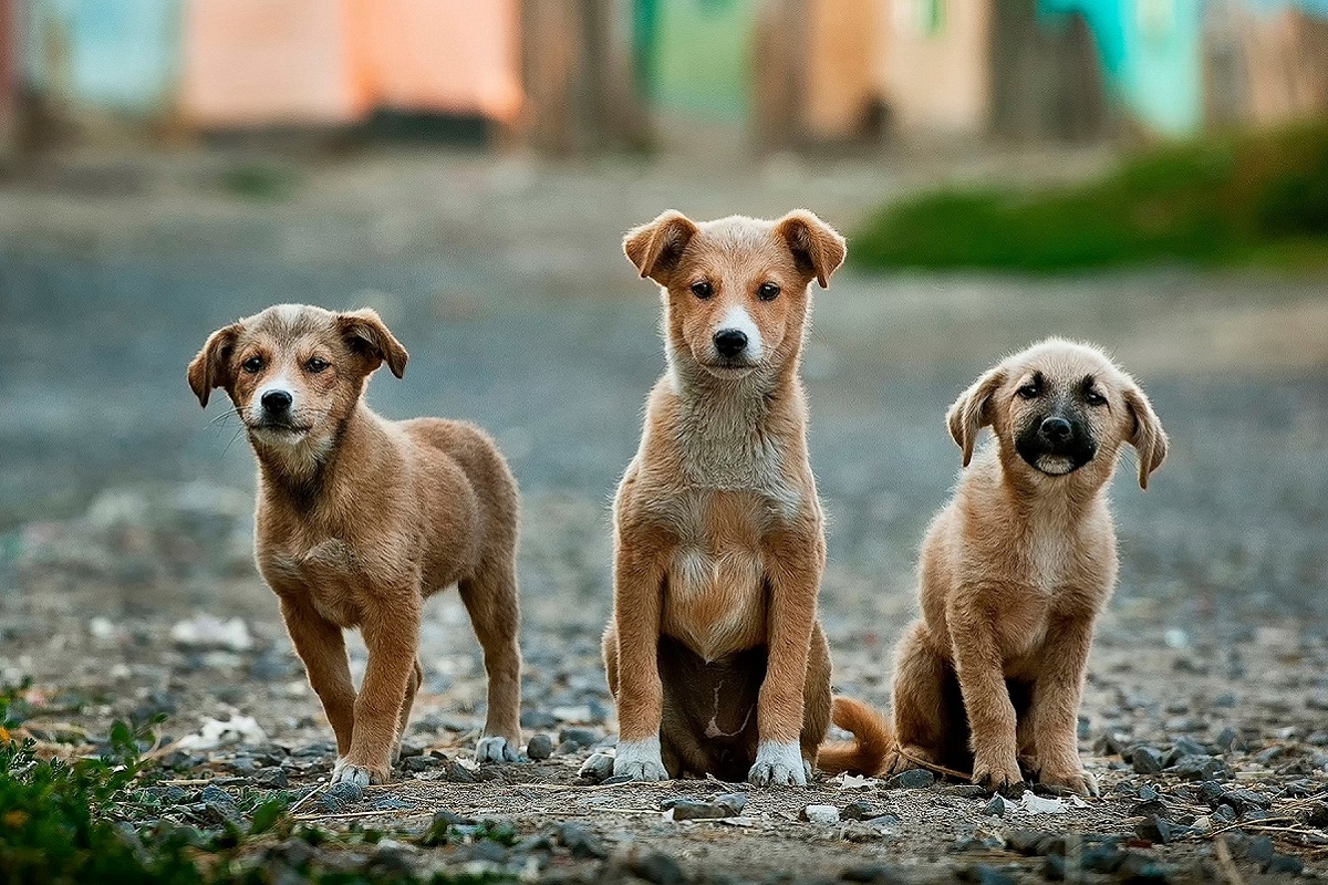 cuccioli di cane fratelli