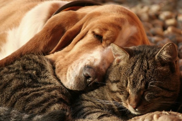 cane e gatto che dormono