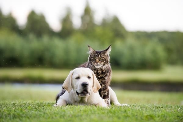 cucciolo di cane labrador e gatto