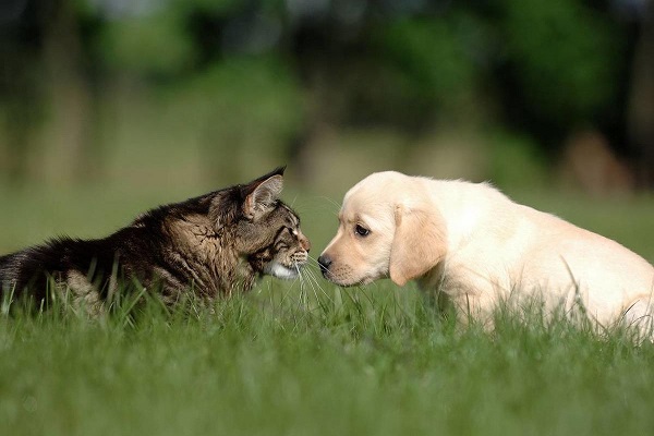 cane e gatto di fronte