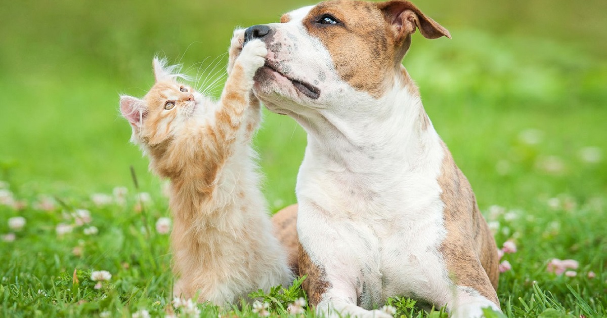 Perché il cane monta il gatto (e come fermarlo)