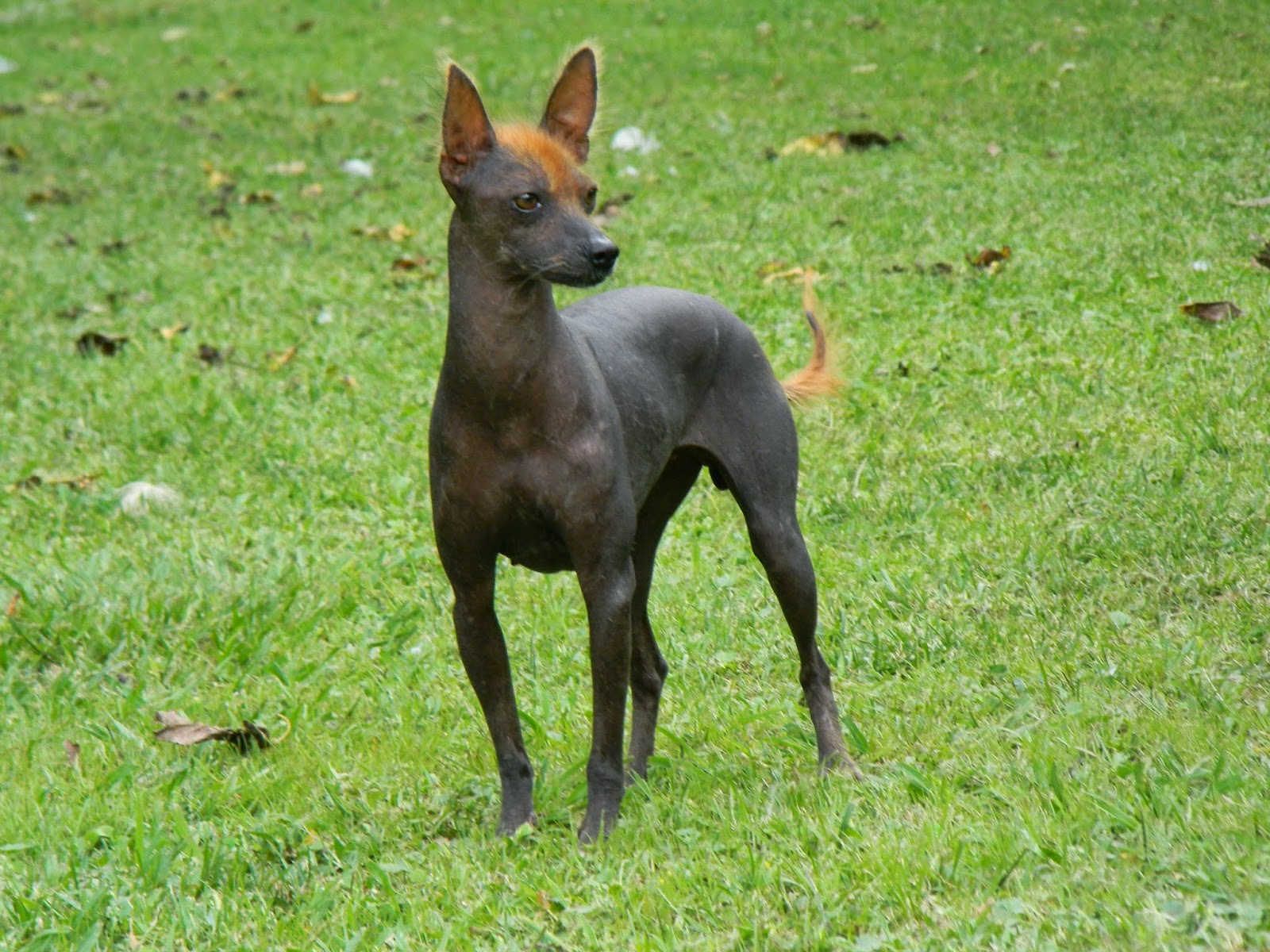 esemplare di cane nudo peruviano