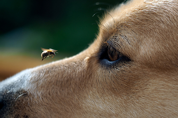 cane punto