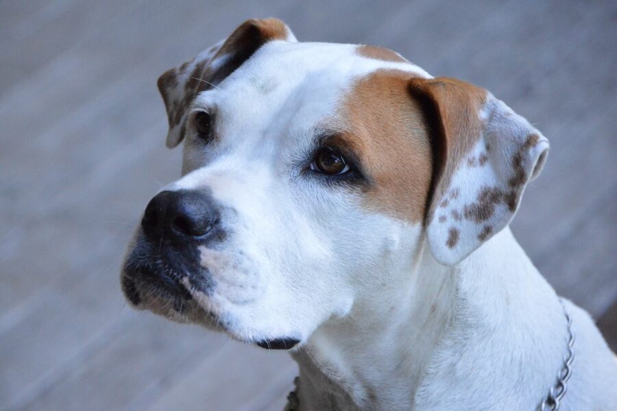 cane bianco e marrone