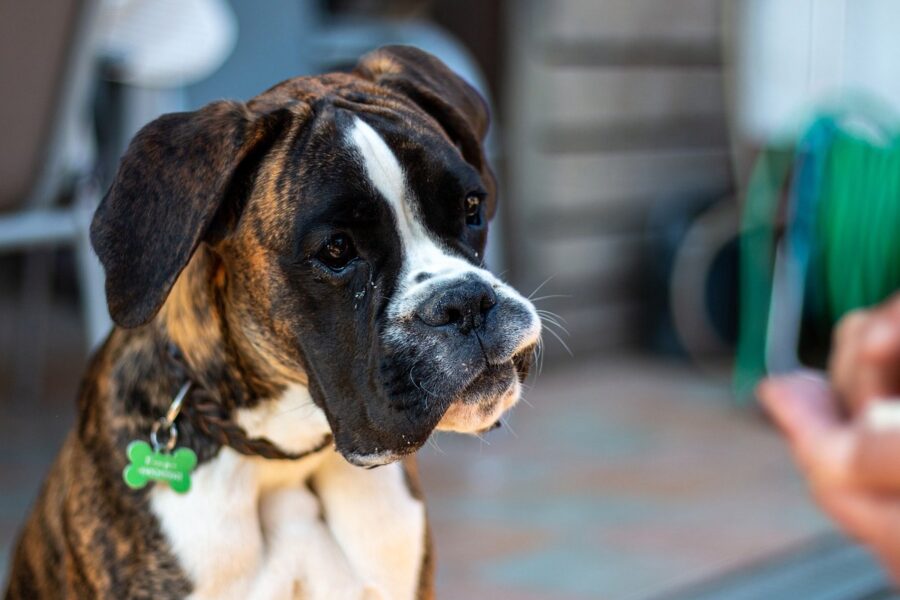 cane boxer