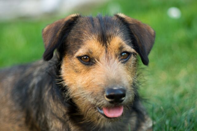 Il cane può mangiare la paprika, o rischia qualcosa?