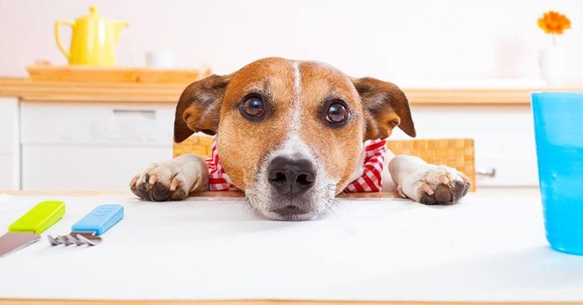 Il cane può mangiare il pepe nero? O gli fa male?