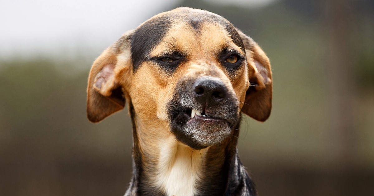 Il cane sente il sapore piccante? E come lo interpreta?