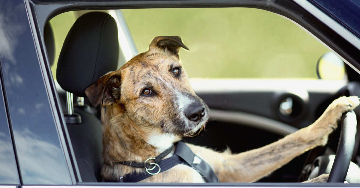 Cane si impossessa dell’auto e guida nel viale per circa un’ora