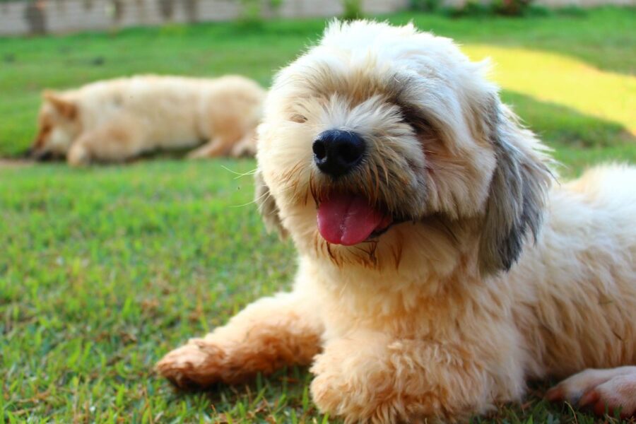 lhasa apso