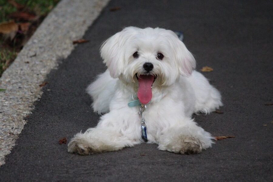 maltese