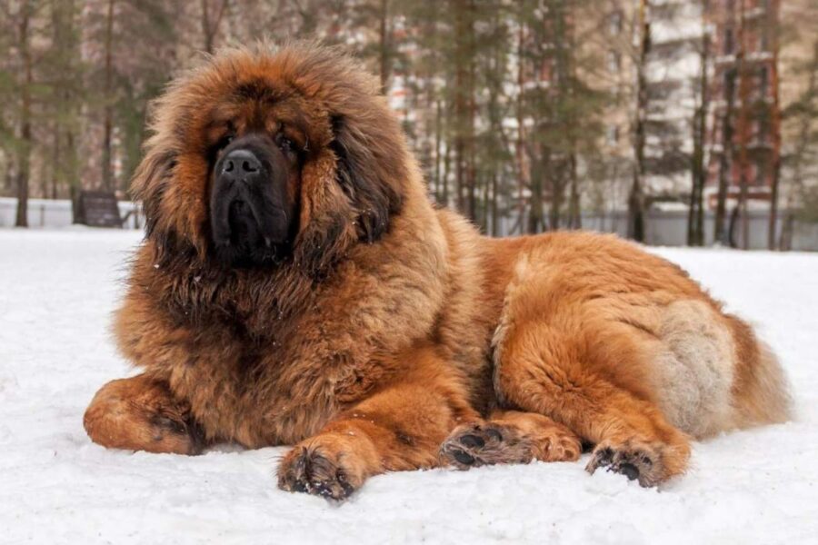 mastino tibetano