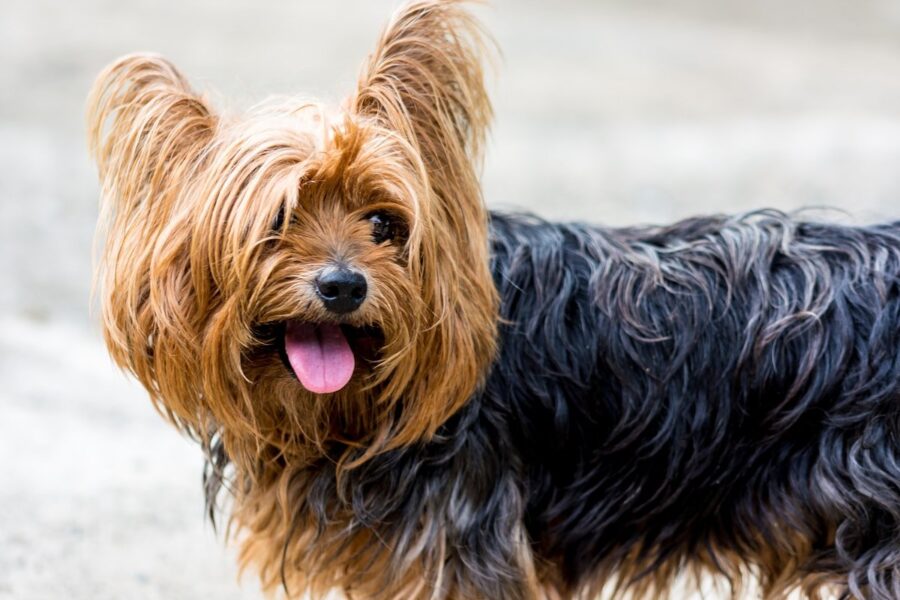 yorkshire terrier