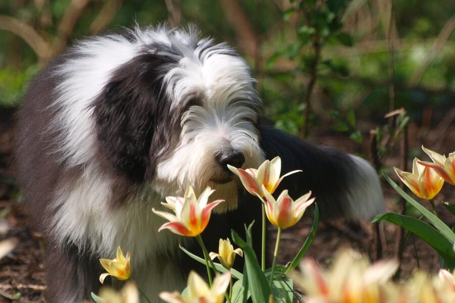 bearded collie