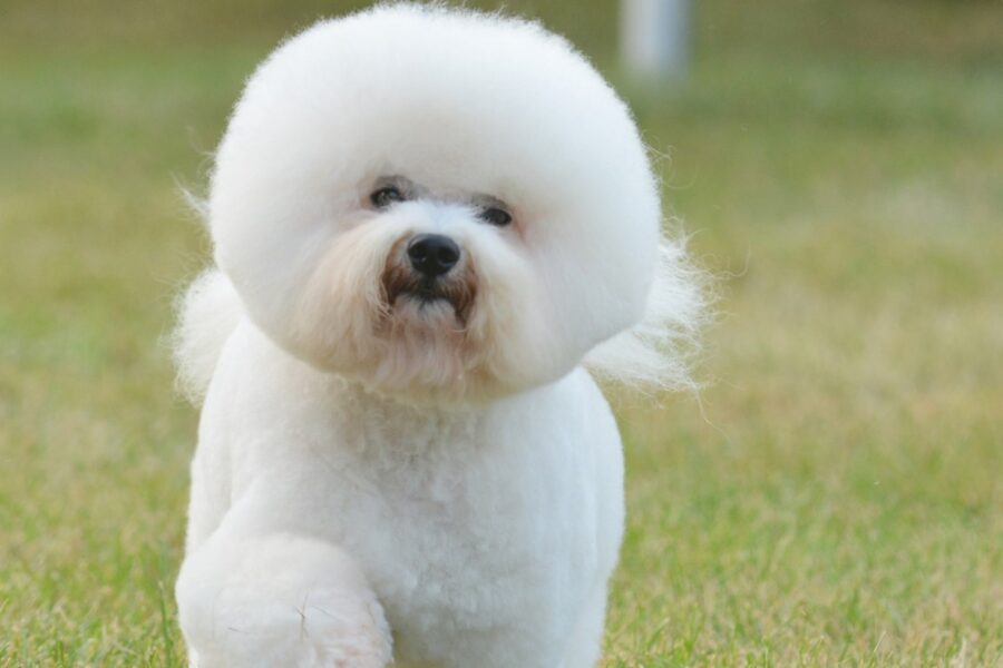 Bichon à poil Frisé