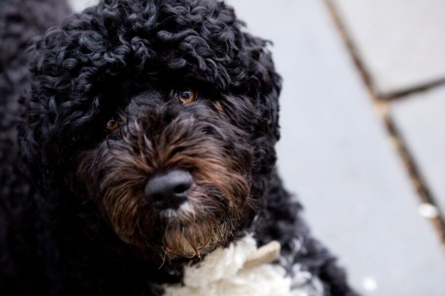 Cão de água português