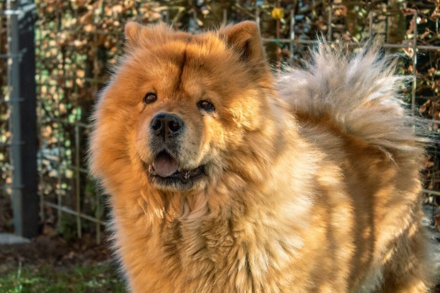 chow chow