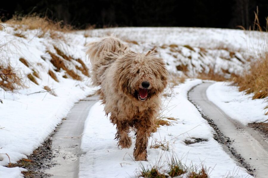 komondor