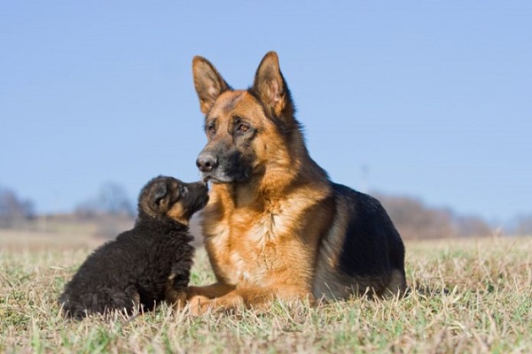 pastori tedeschi cani