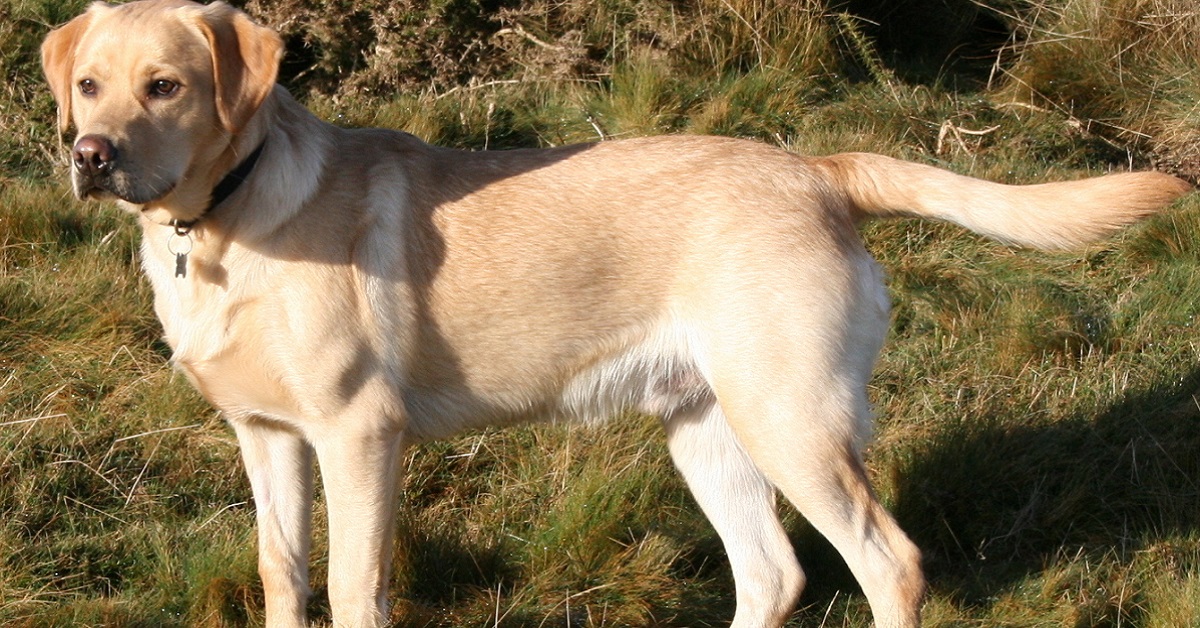 15 razze di cani adatti ai single: i veri compagni di vita