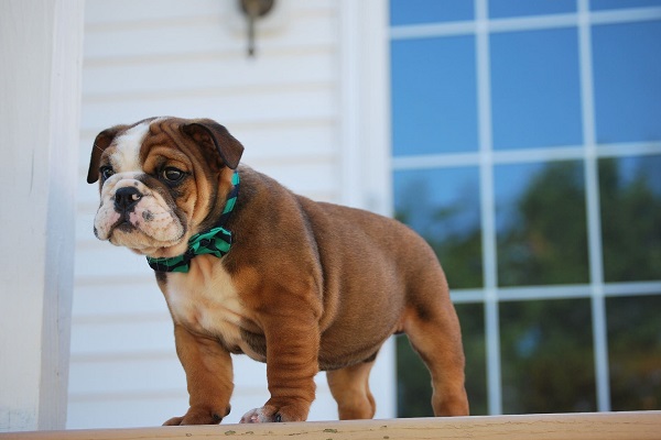 cane bulldog inglese