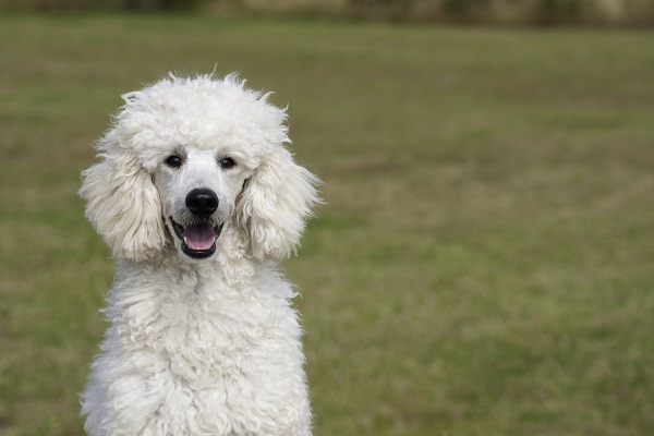 cane barboncino