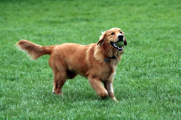 Golden retriever cane 